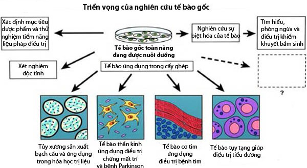 lieu-phap-te-bao-dang-duoc-dau-tu-va-day-manh-nghien-cuu-de-dieu-tri-benh-tieu-duong