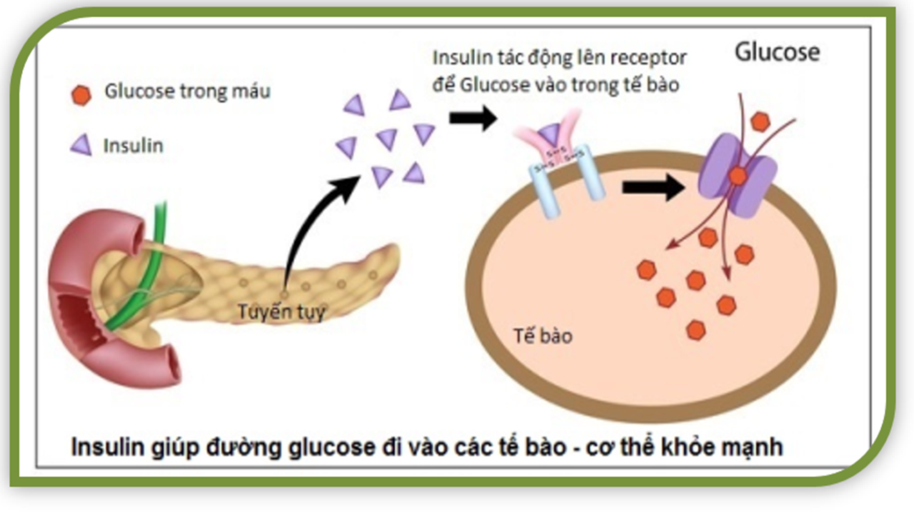 tuyen-tuy-la-co-quan-san-xuat-insulin-trong-co-the