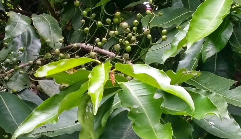 la-voi-co-tac-dung-tuyet-voi-cho-nguoi-benh-tieu-duong