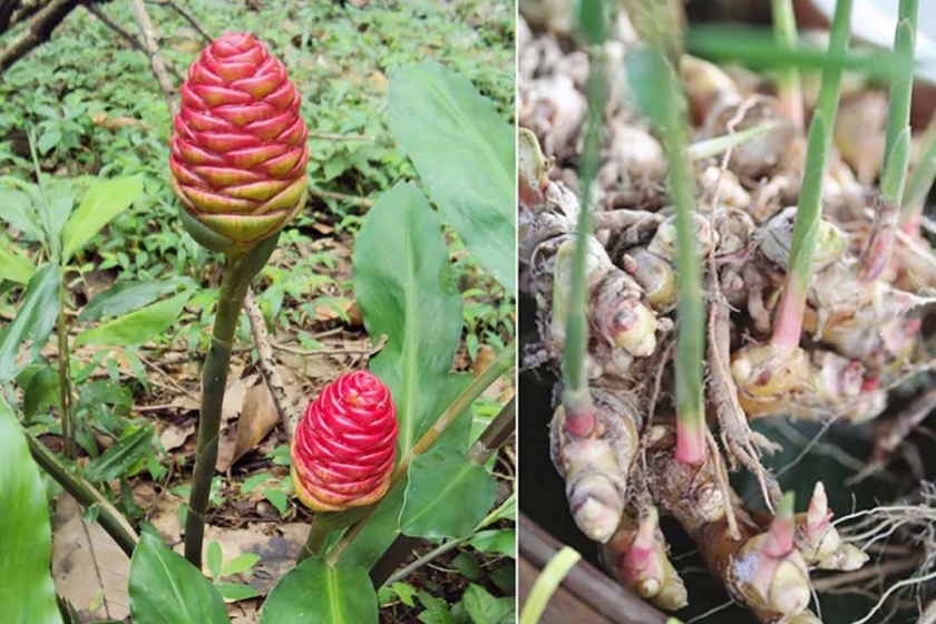 cac-hoat-chat-trong-gung-co-kha-nang-cai-thien-chuc-nang-insulin-va-tang-cuong-tuan-hoan-mau 